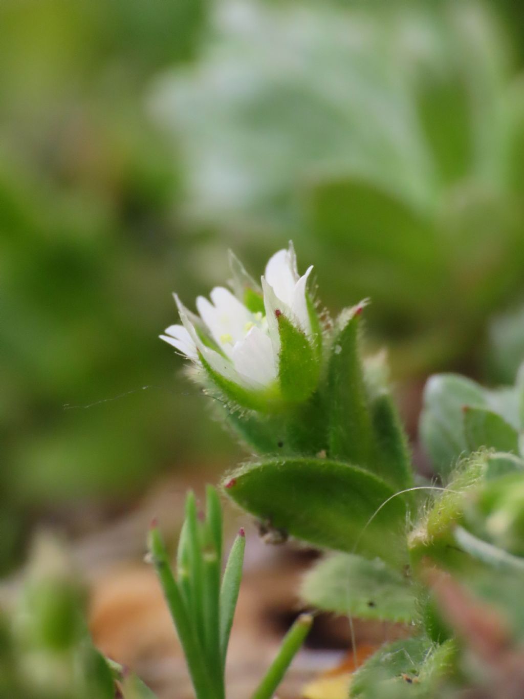 Cerastium pumilum / Peverina piccola