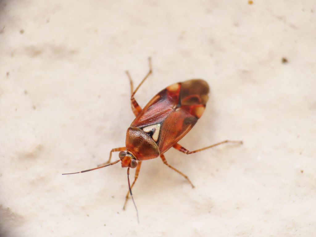 Miridae: Lygus pratensis