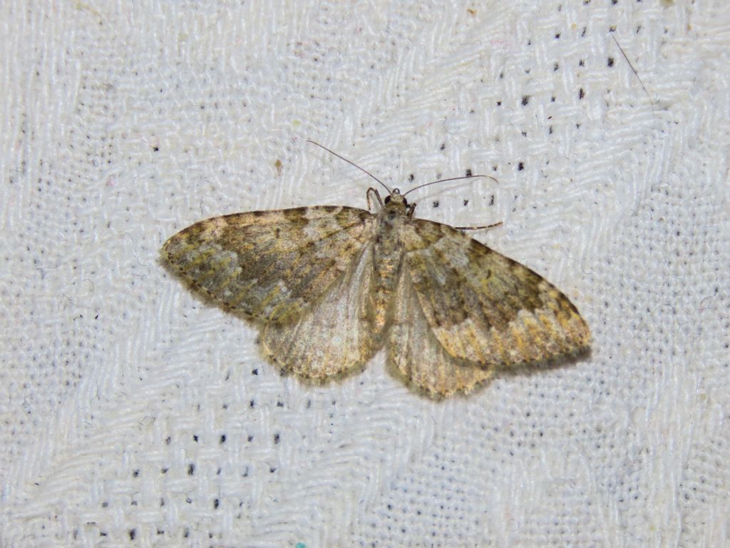 Geometridae da identificare