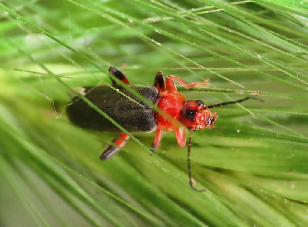 Cantharis da identificare: Cantharis livida