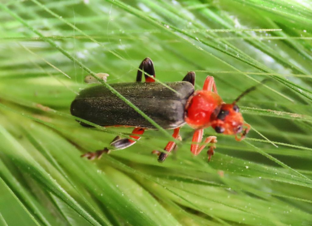 Cantharis da identificare: Cantharis livida