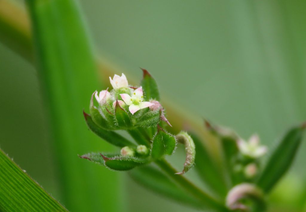 Galium aparine