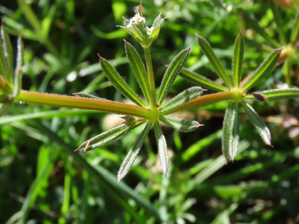 Galium aparine