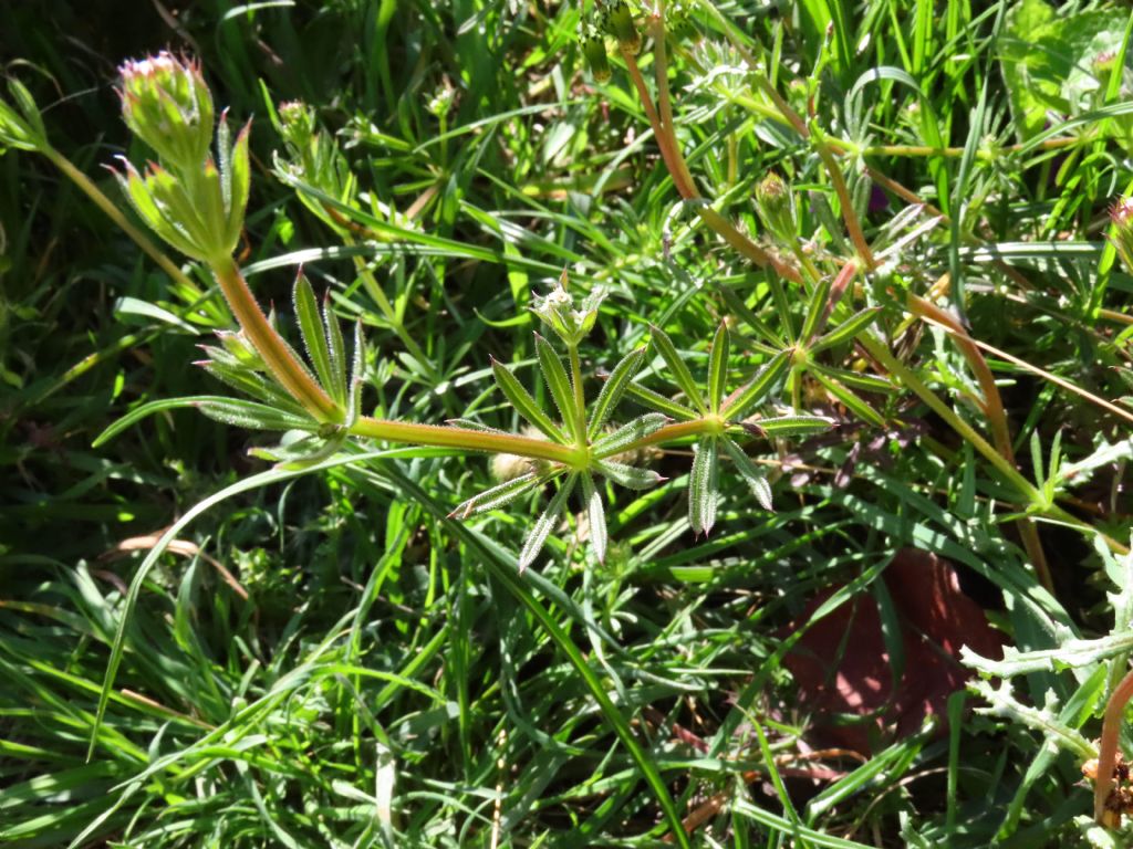 Galium aparine