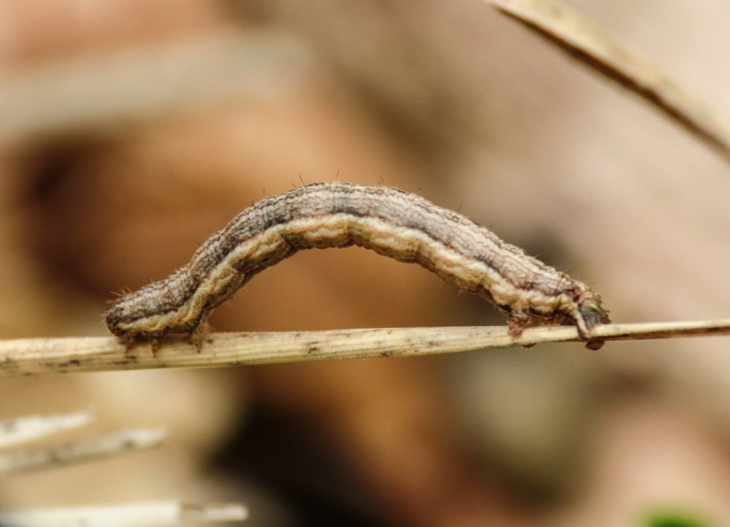 Bruco di Geometridae Camptogramma bilineata