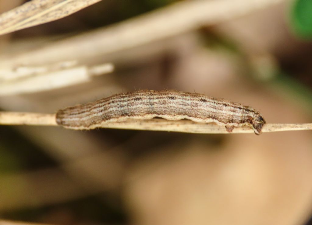 Bruco di Geometridae Camptogramma bilineata