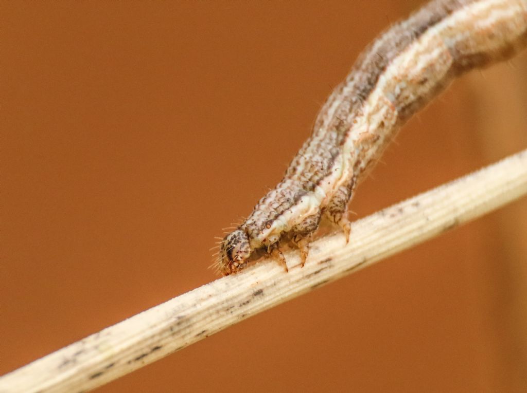 Bruco di Geometridae Camptogramma bilineata