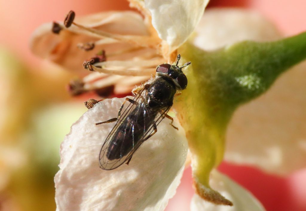 Syrphidae: cfr. Melanostoma sp.