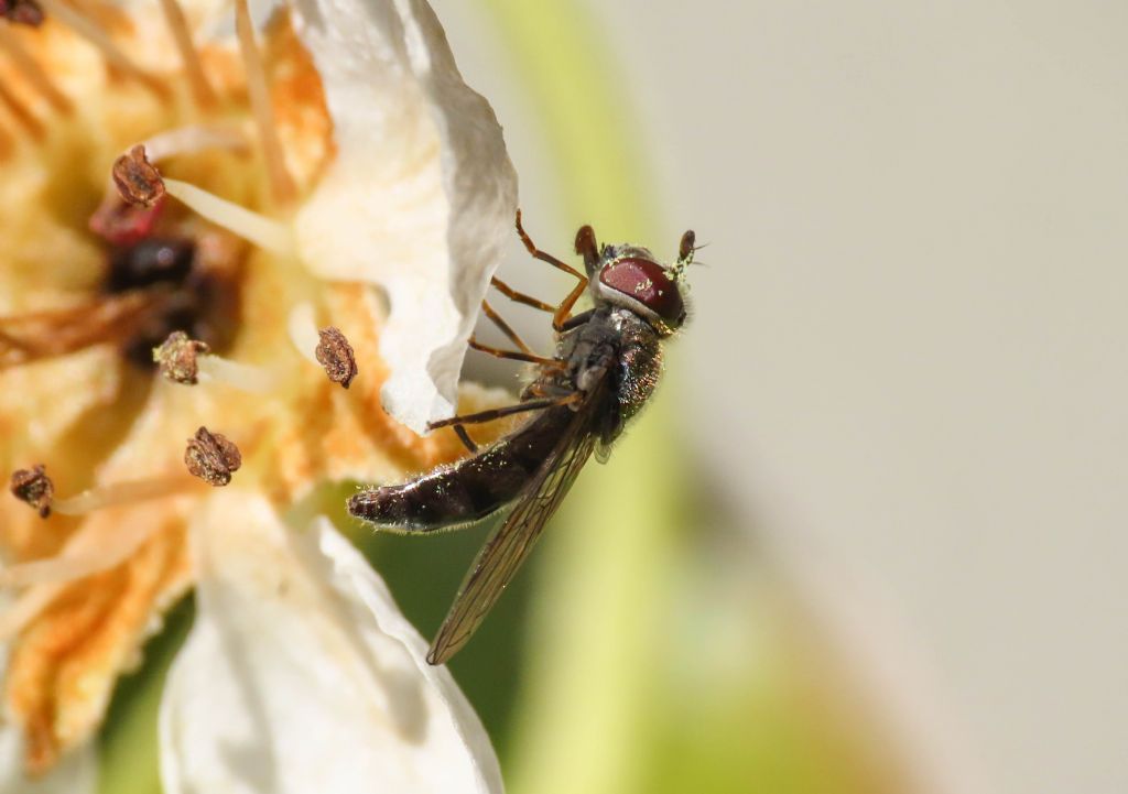 Syrphidae: cfr. Melanostoma sp.