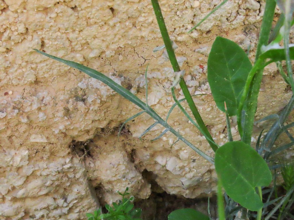 Scorzonera laciniata (=Podospermum laciniatum) / Scorzonera sbrindellata