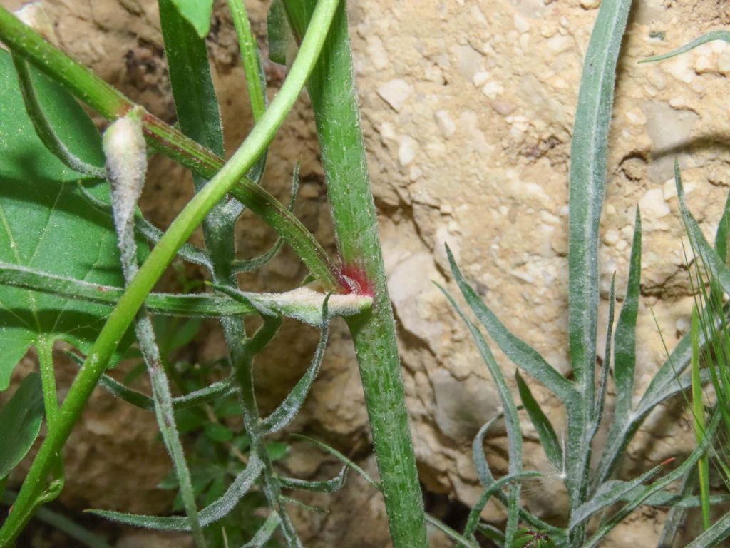 Scorzonera laciniata (=Podospermum laciniatum) / Scorzonera sbrindellata