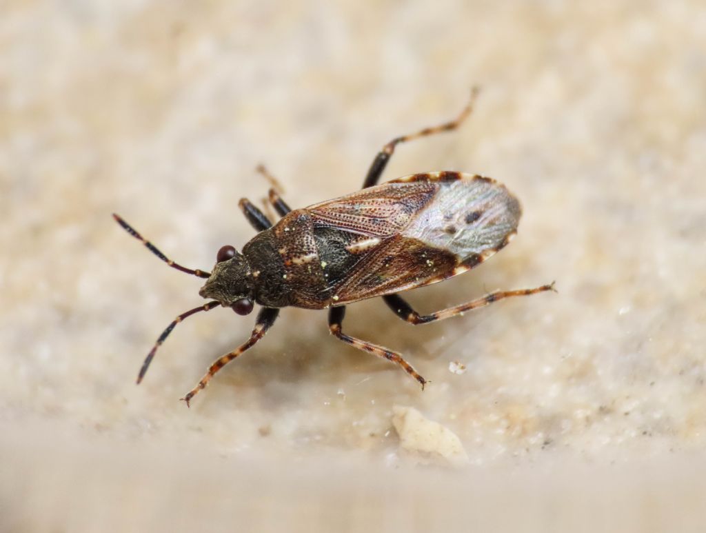 Lygaeidae: Heterogaster affinis