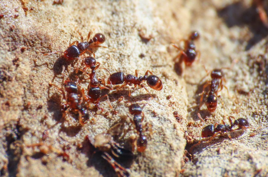 Tetramorium sp.