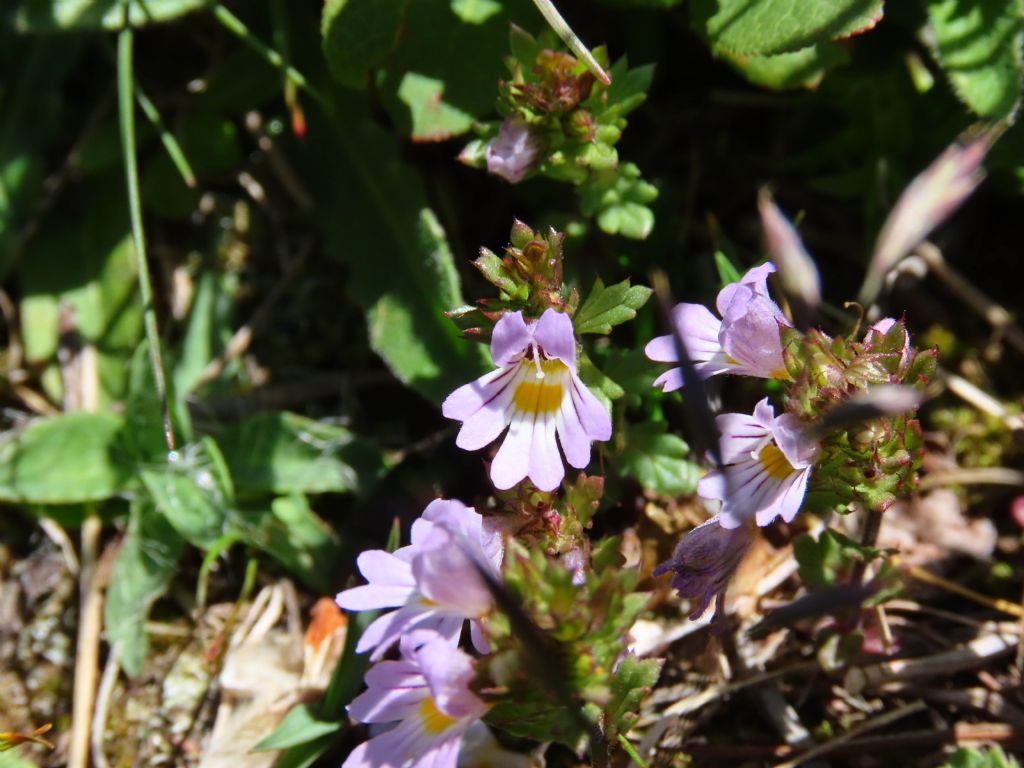 Euphrasia da identificare