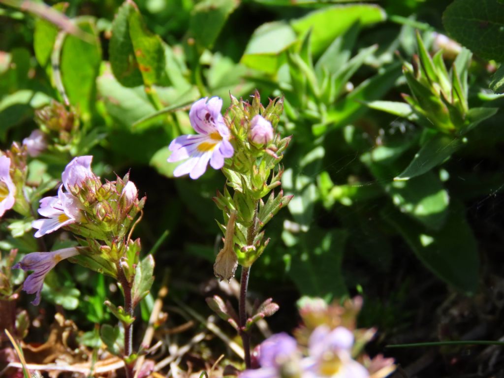 Euphrasia da identificare