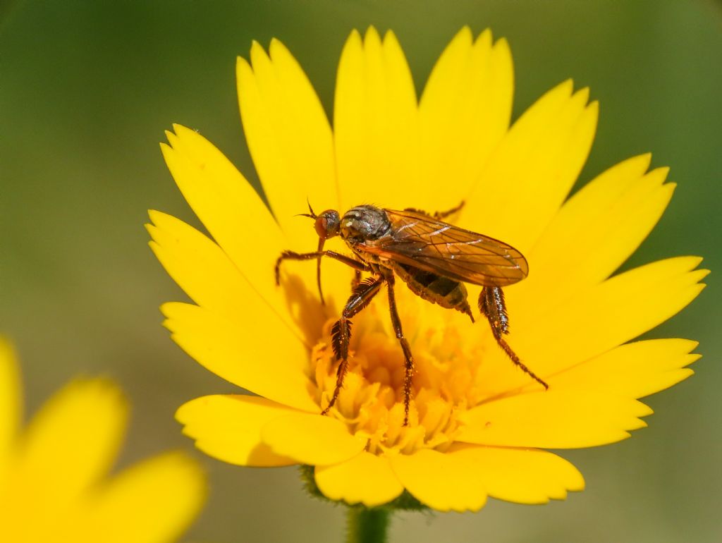 Empididae da identificare