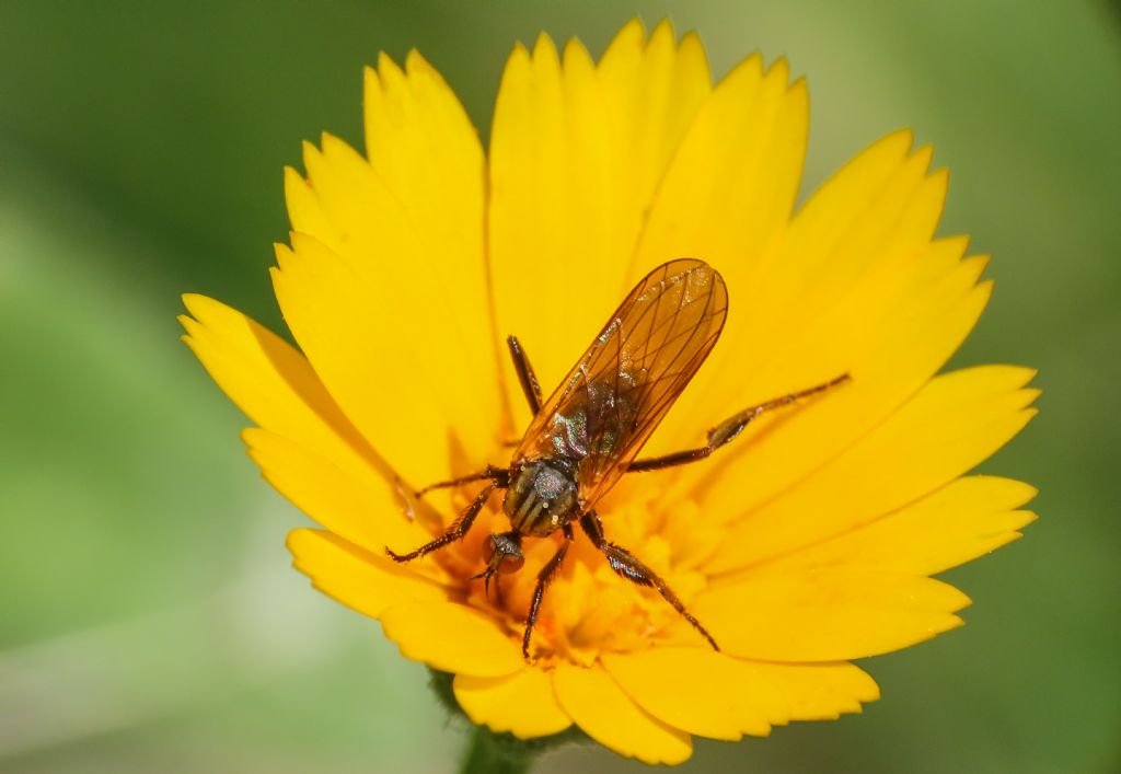 Empididae da identificare