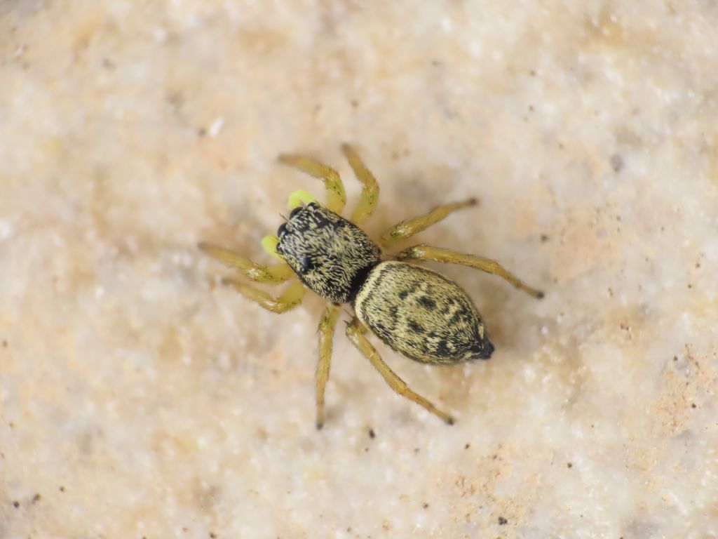 Heliophanus sp. - Bazzano (AQ)