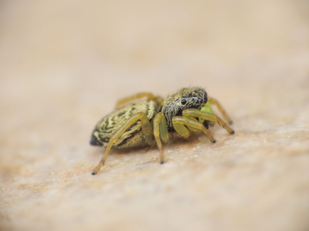 Heliophanus sp. - Bazzano (AQ)