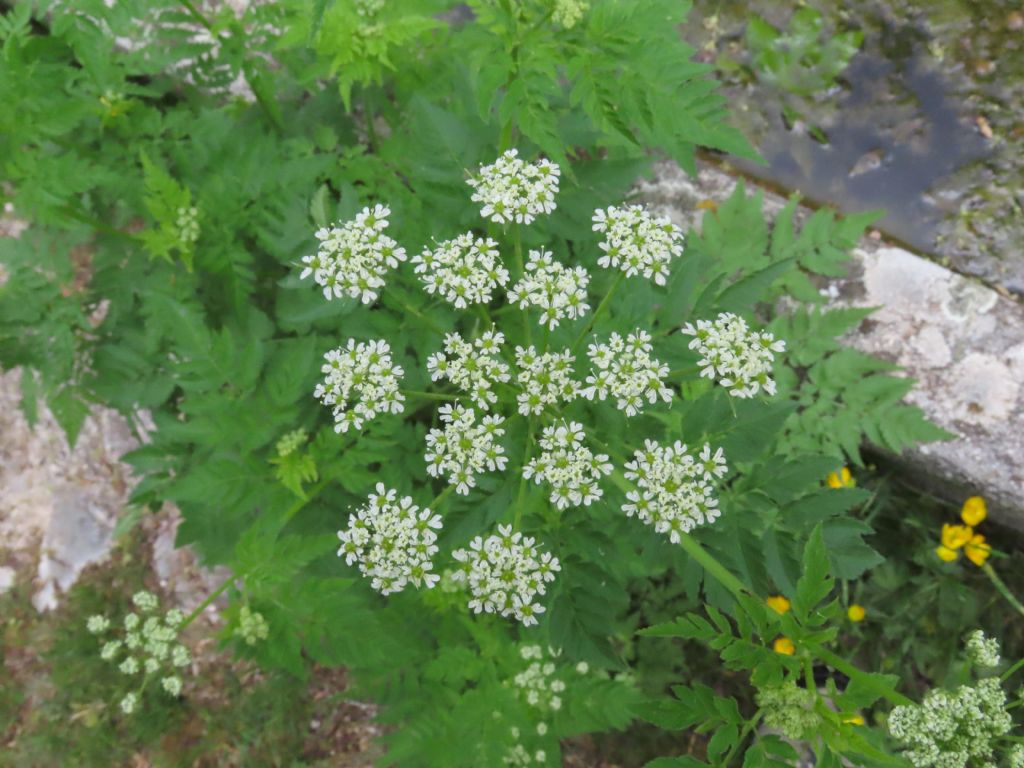 Chaerophyllum hirsutum / Cerfoglio irsuto