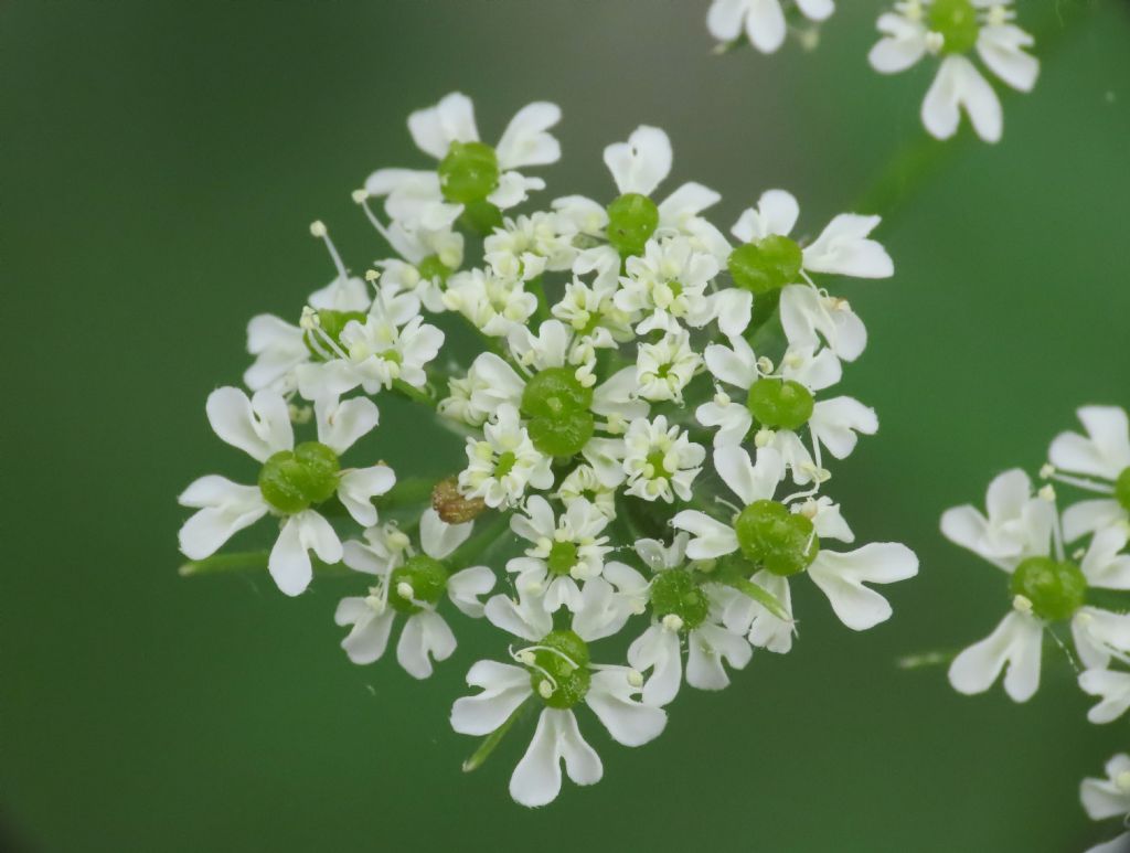 Chaerophyllum hirsutum / Cerfoglio irsuto