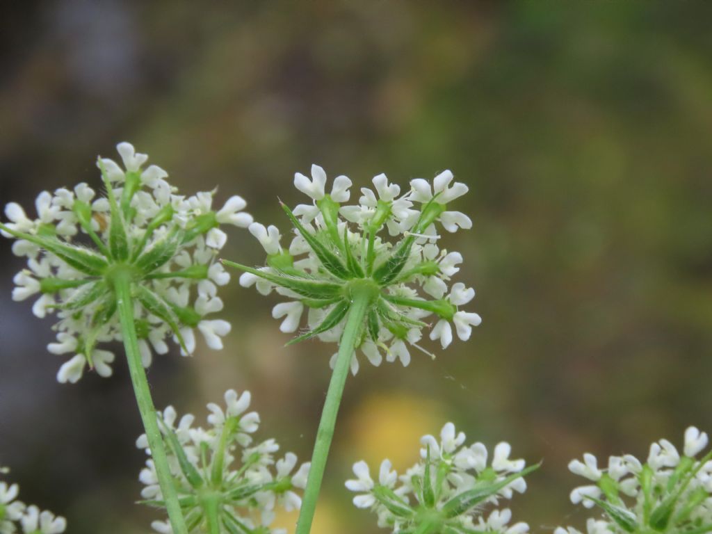 Chaerophyllum hirsutum / Cerfoglio irsuto