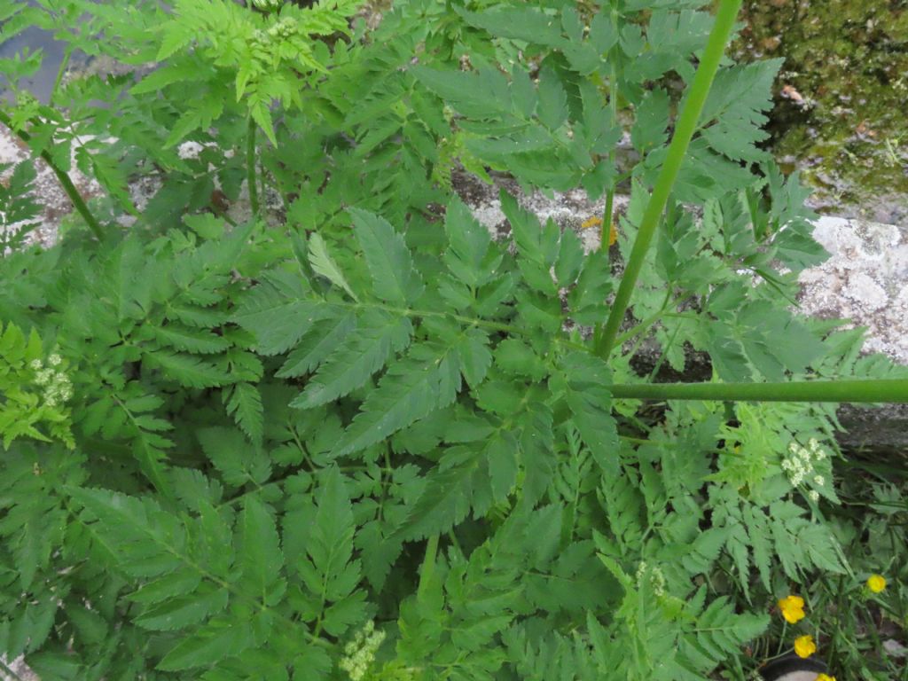 Chaerophyllum hirsutum / Cerfoglio irsuto