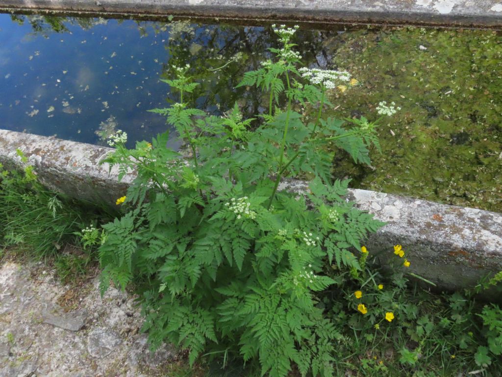 Chaerophyllum hirsutum / Cerfoglio irsuto