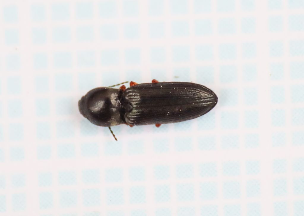 Elateridae: Cardiophorus sp., (cfr. goezei)