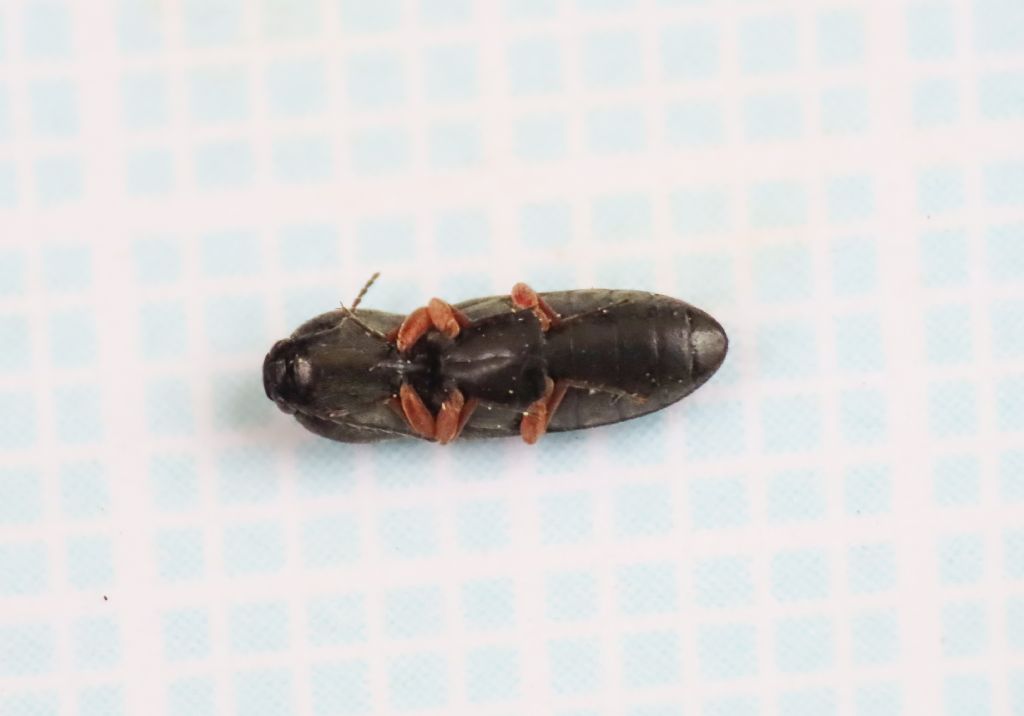 Elateridae: Cardiophorus sp., (cfr. goezei)