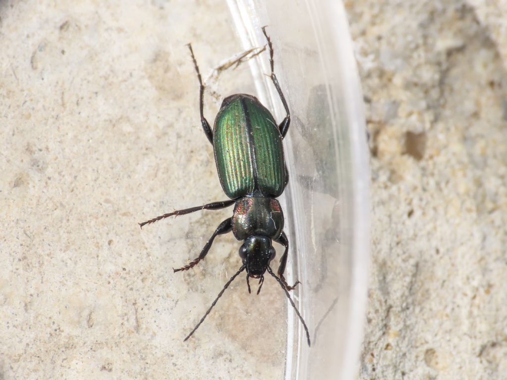 Carabidae: Agonum viridicupreum