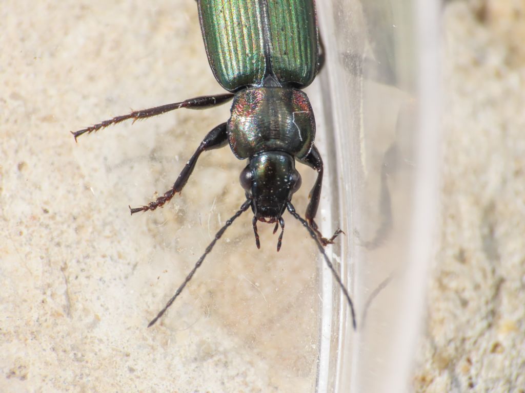 Carabidae: Agonum viridicupreum