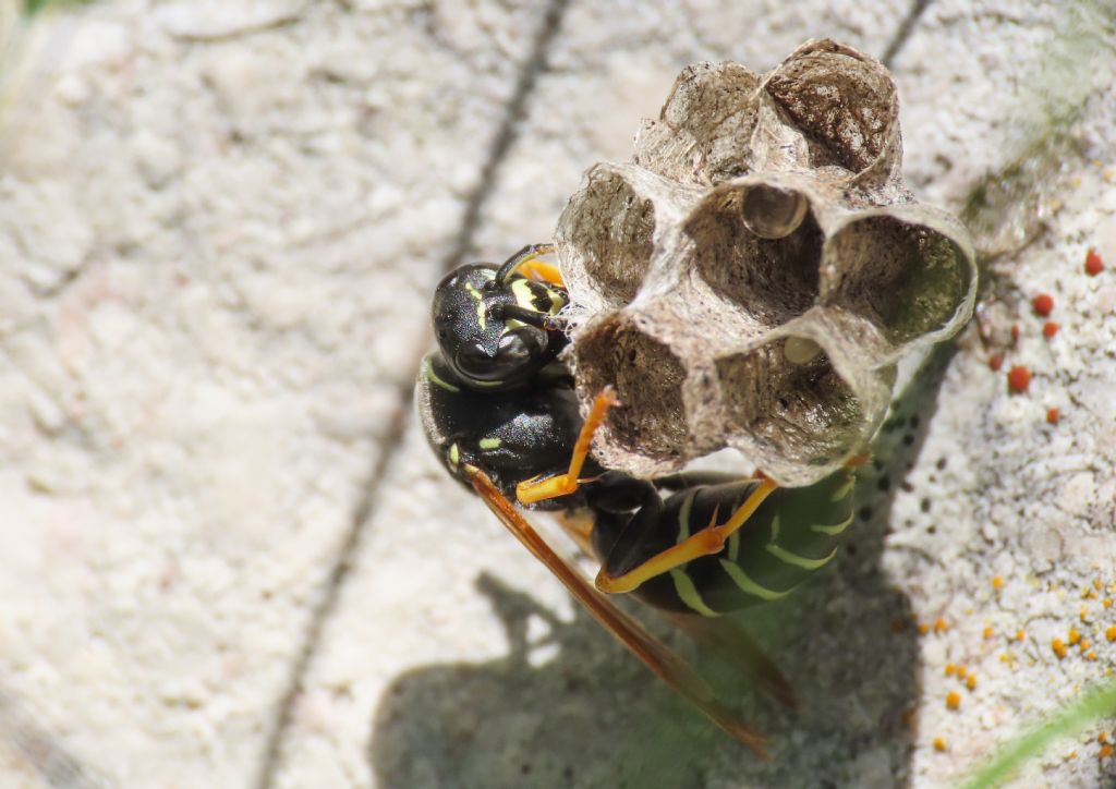 Polistes? S, Polistes biglumis