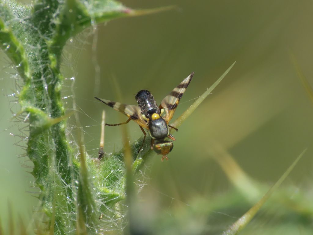 Tephritidae: Urophora sp., maschio