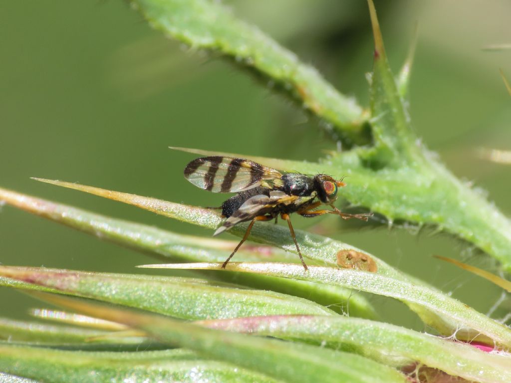 Tephritidae: Urophora sp., maschio