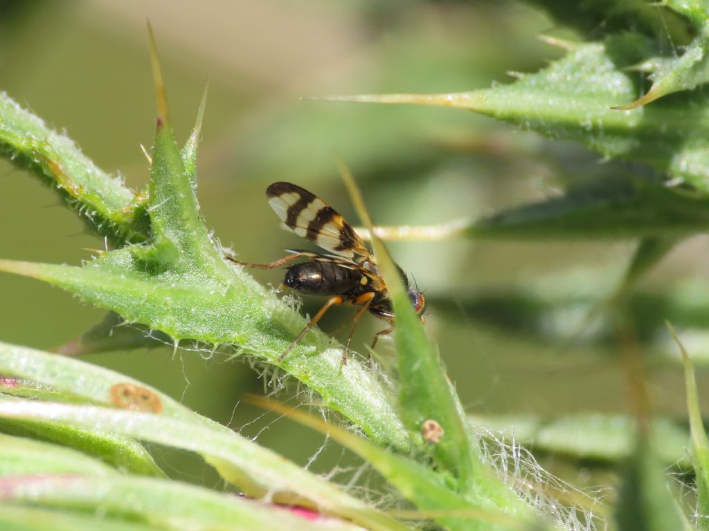 Tephritidae: Urophora sp., maschio