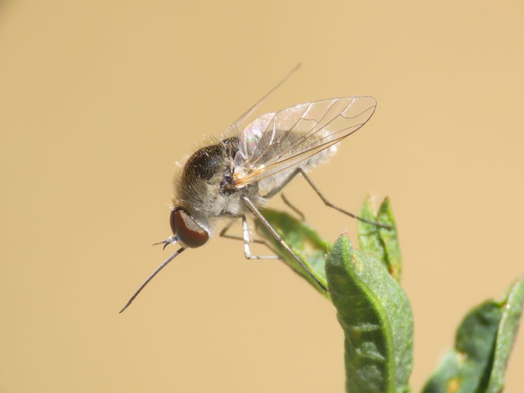 Bombyliidae: Geron sp.