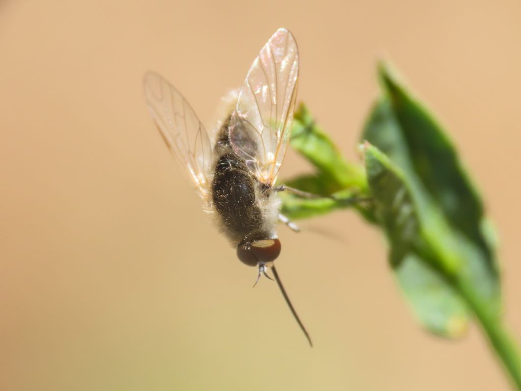 Bombyliidae: Geron sp.