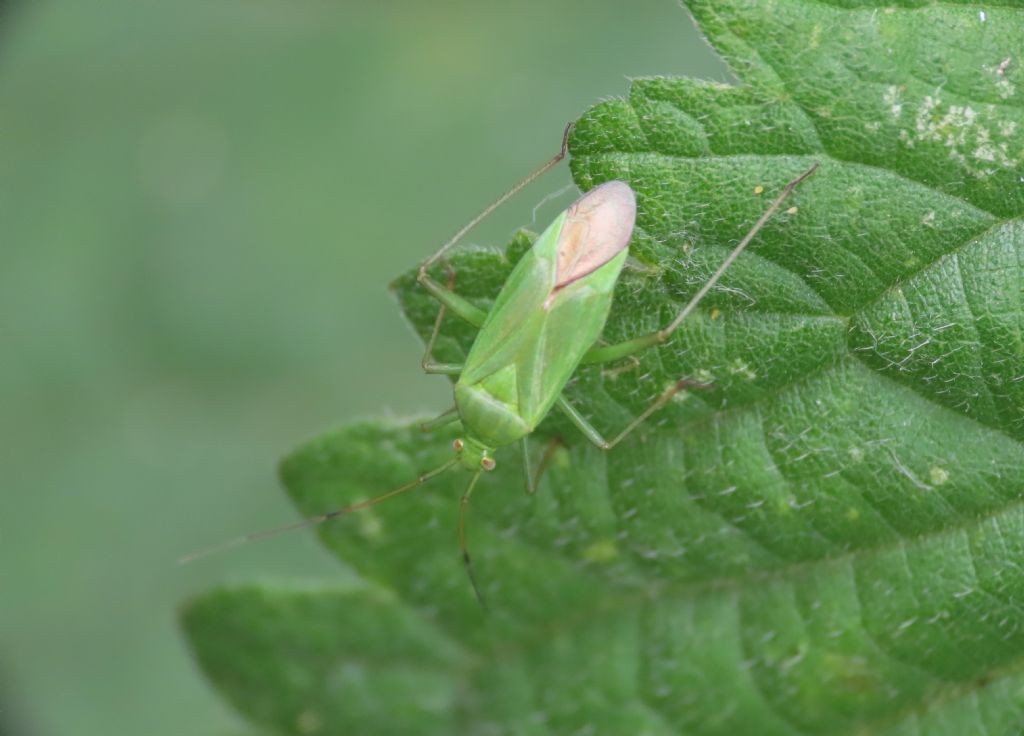 Miridae: Calocoris affinis