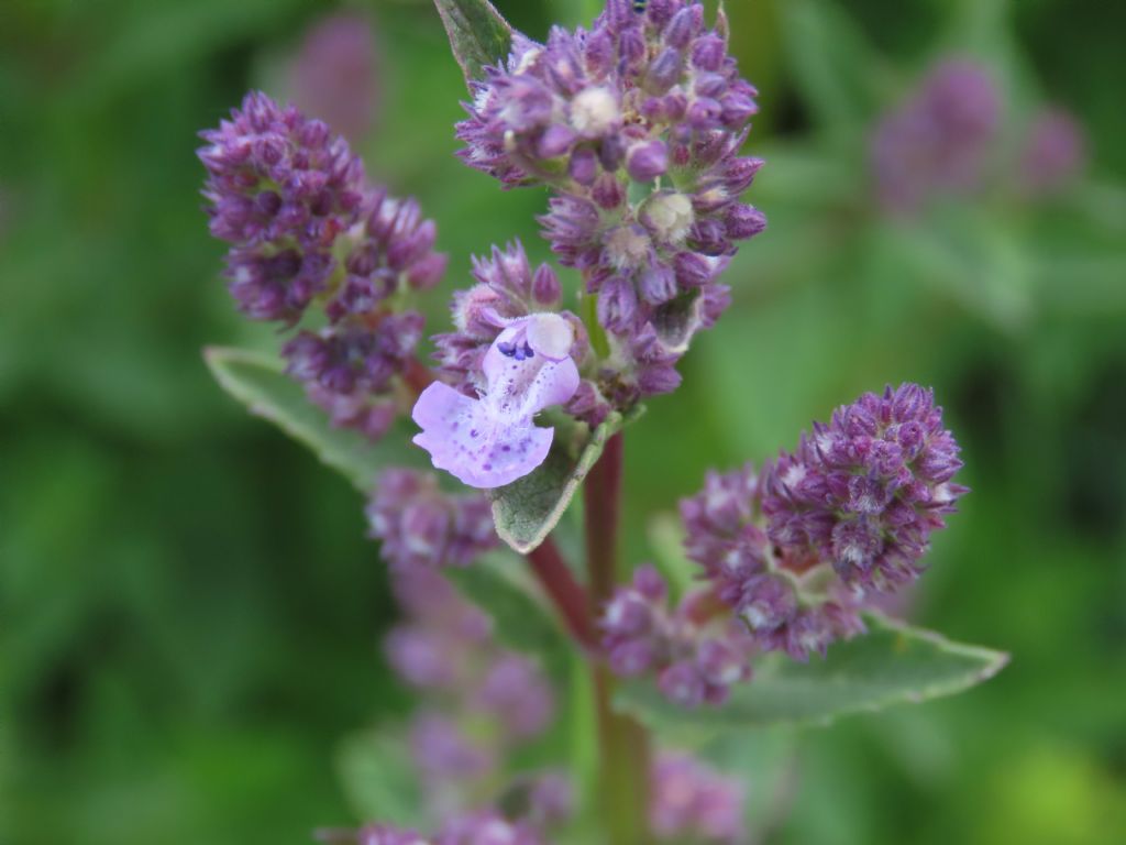 Lamiaceae: Nepeta nuda