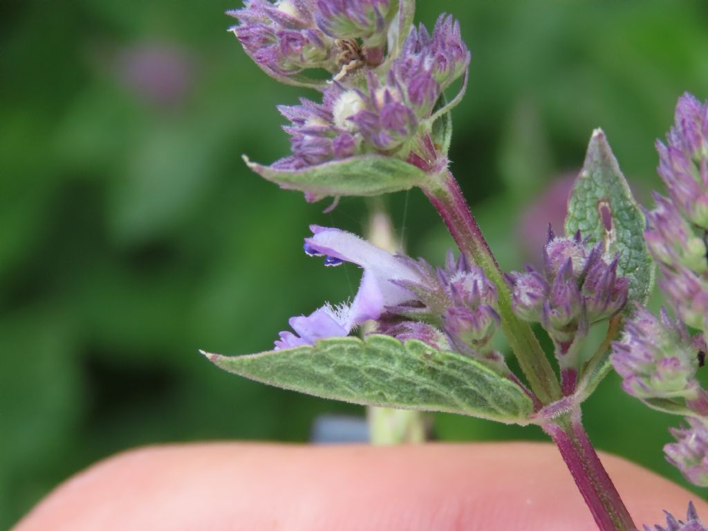 Lamiaceae: Nepeta nuda