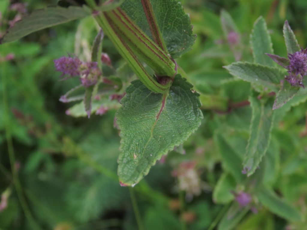 Lamiaceae: Nepeta nuda