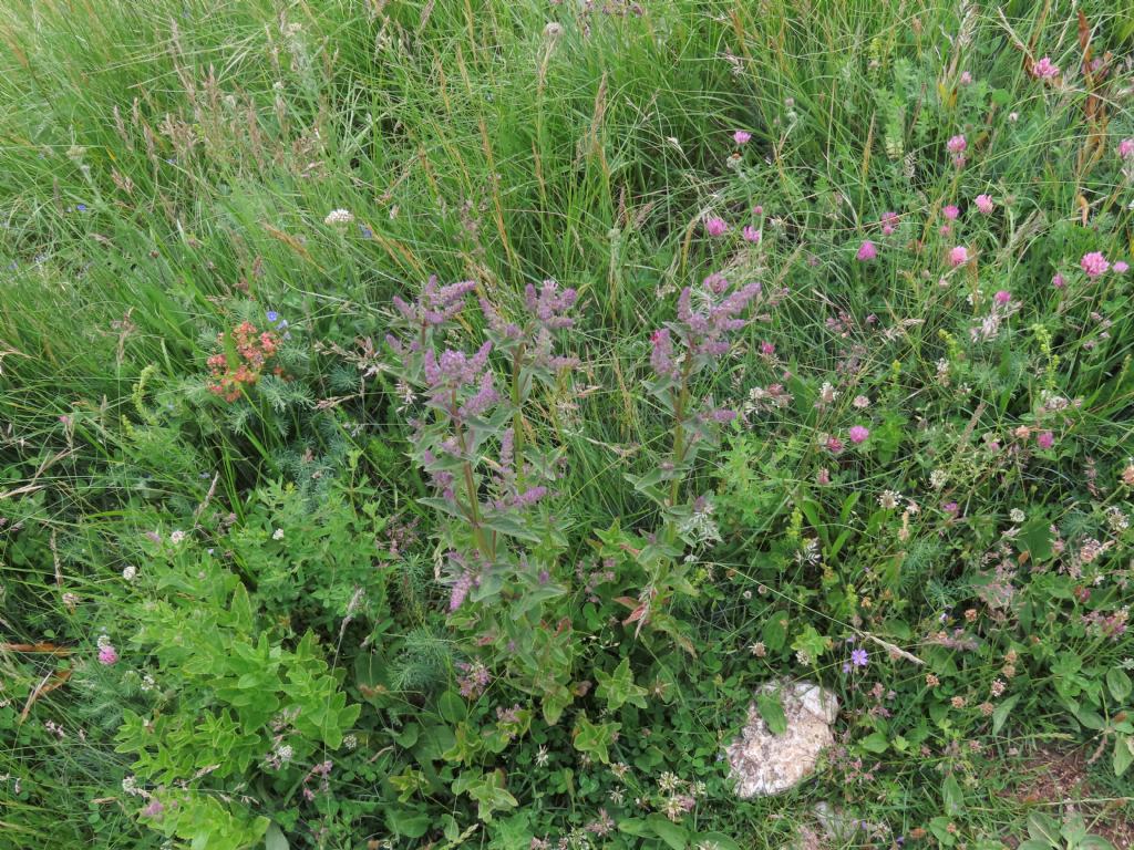 Lamiaceae: Nepeta nuda