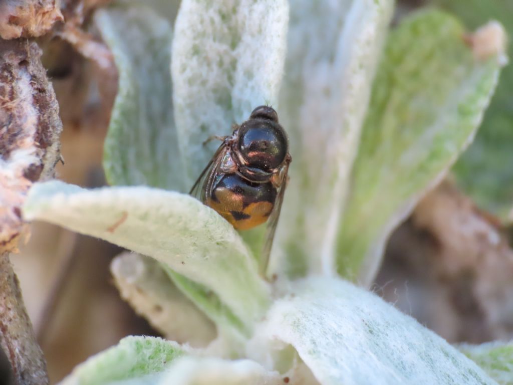 Acroceridae: cfr.  Acrocera sp.