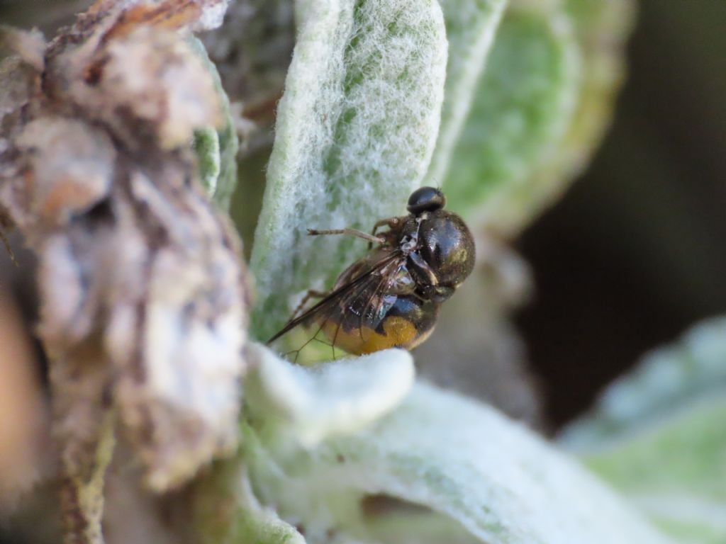 Acroceridae: cfr.  Acrocera sp.