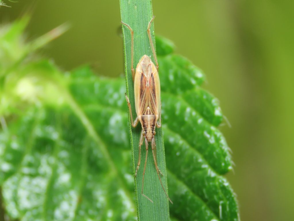 Miridae: Stenodema holsata