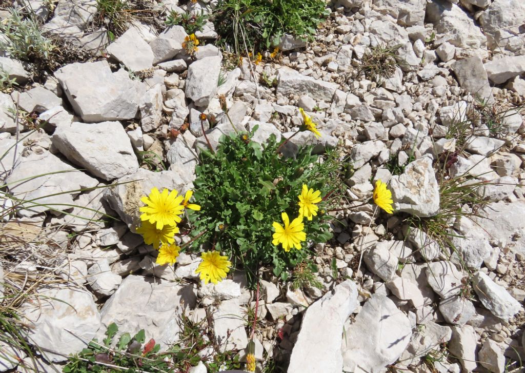 Asteraceae: Robertia taraxacoides