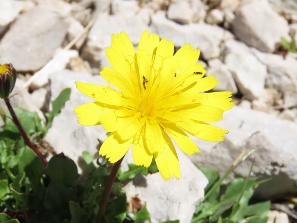 Asteraceae: Robertia taraxacoides