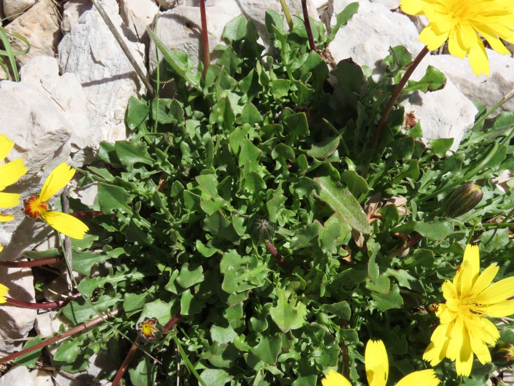 Asteraceae: Robertia taraxacoides