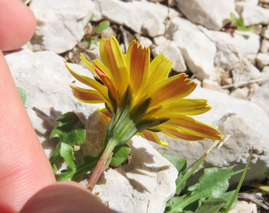 Asteraceae: Robertia taraxacoides